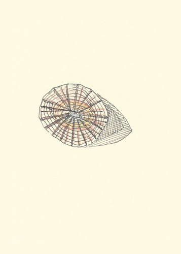 Drawing by Cally Trench