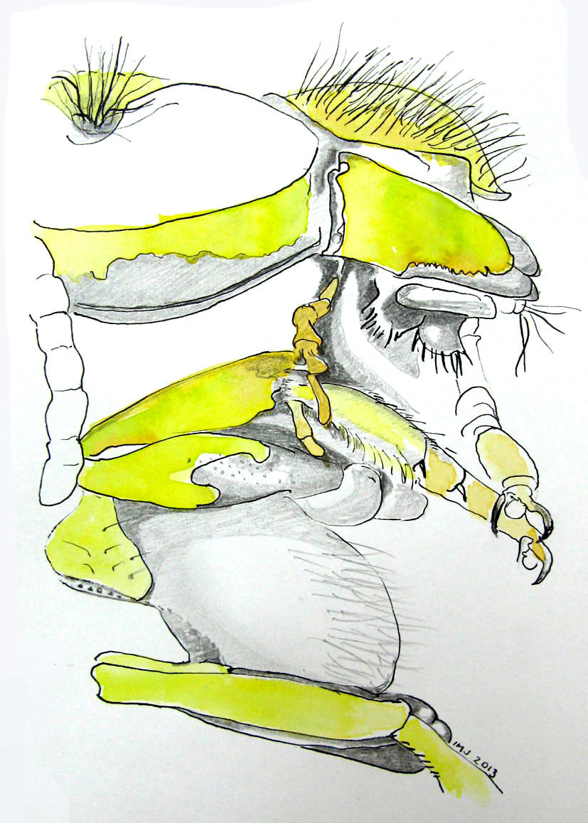 Drawing by Ingrid Jensen