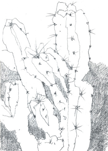 Drawing by Jean Davey Winter
