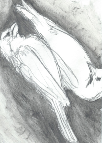 Drawing by June Kingsbury