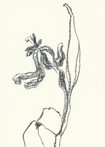 Drawing by Linda Francis
