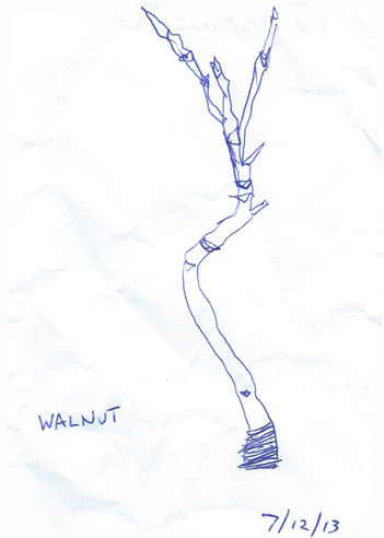 Drawing by Nick Bodimeade