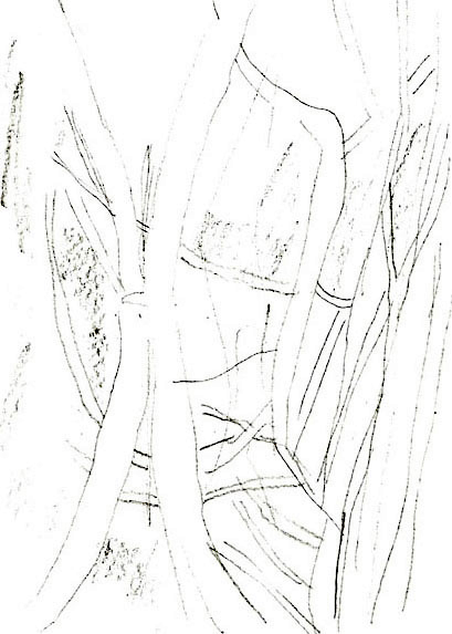 Drawing by Nick Trench