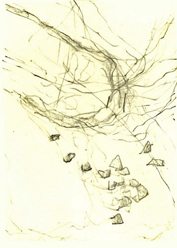 Drawing by Polly Binns