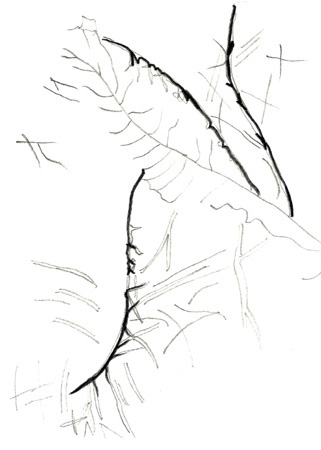 Drawing by Rekha Sameer