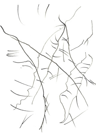 Drawing by Rekha Sameer