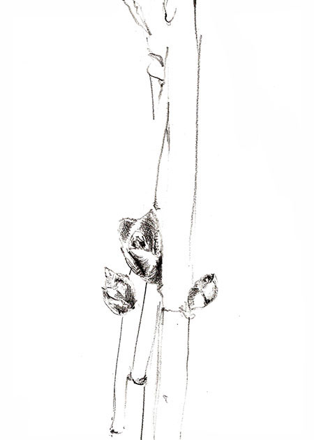 Drawing by Tineke Bruijnzeels