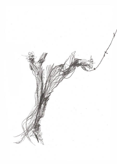 Drawing by Tineke Bruijnzeels