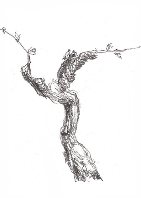 Drawing by Tineke Bruijnzeels