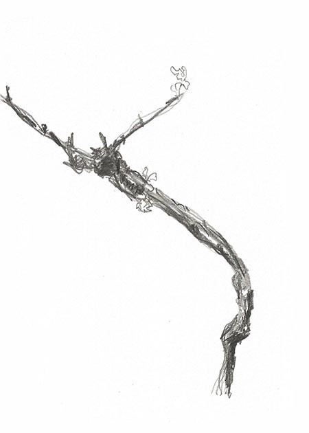 Drawing by Tineke Bruijnzeels