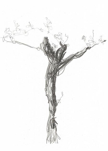 Drawing by Tineke Bruijnzeels
