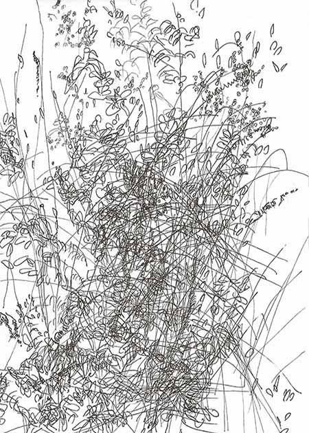 Drawing by Tineke Bruijnzeels