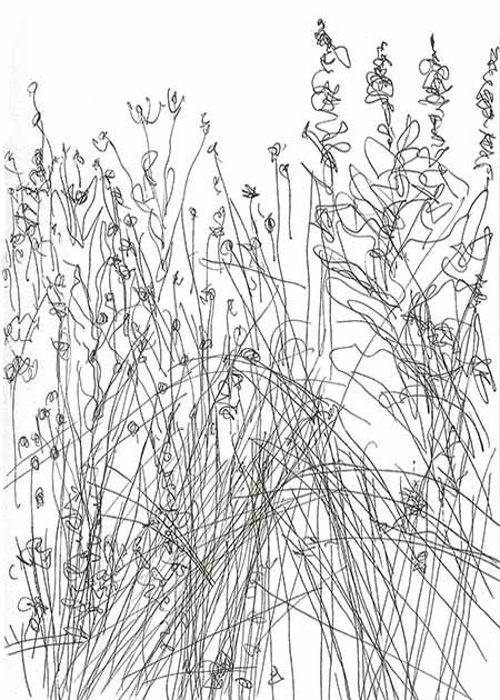 Drawing by Tineke Bruijnzeels