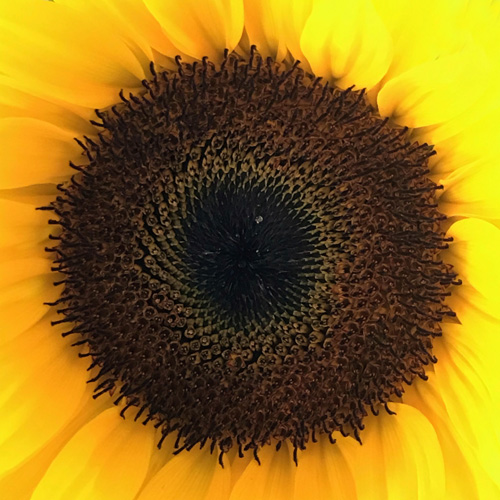 Tineke Bruijnzeels, Circles Photograph 2