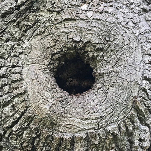 Tineke Bruijnzeels, Circles Photograph 20