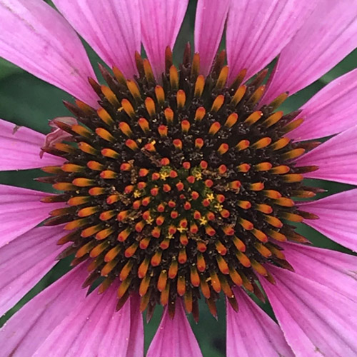 Tineke Bruijnzeels, Circles Photograph 39
