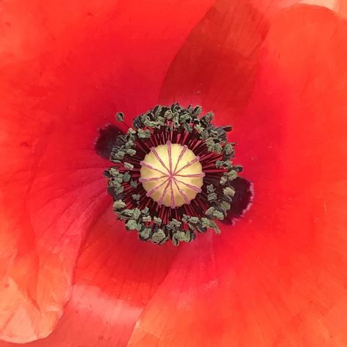 Tineke Bruijnzeels, Circles Photograph 49