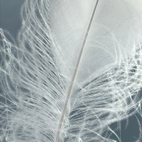 Tineke Bruijnzeels, Photograph 42