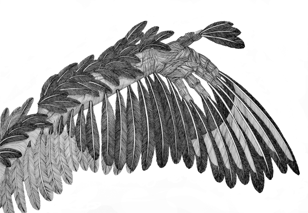 Cally Trench: Metamorphosis (Magpie)