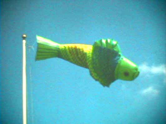 Cally Trench: Green Fish