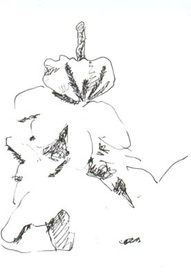 Drawing of 24 January 2004